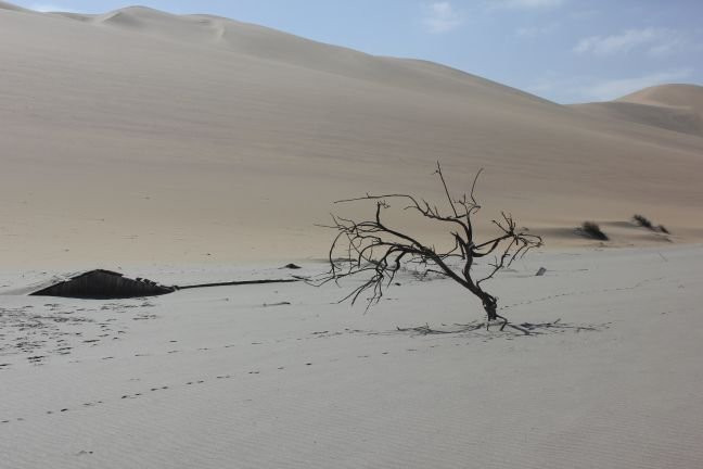 Desert Scorpion Adventure Tours