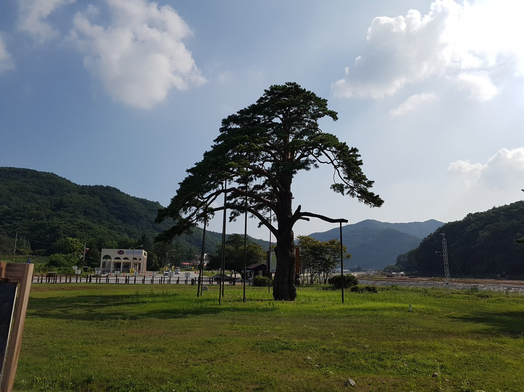 Jeongipumsong Pine Tree-报恩郡必去景点