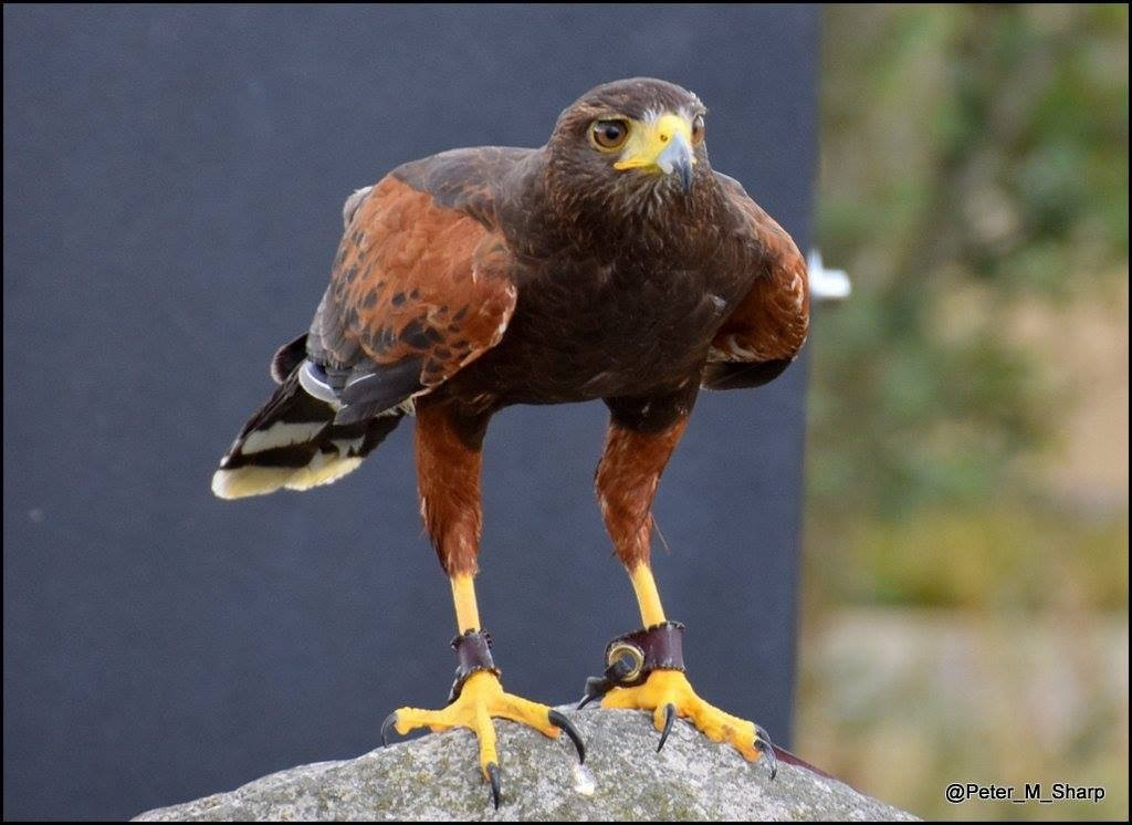 Cornish Birds of Prey CIC景点图片