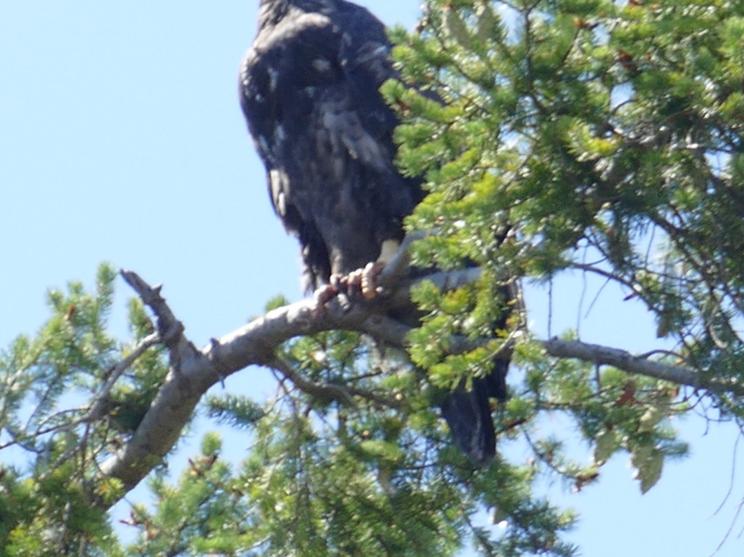 Sidney Spit Marine Park景点图片