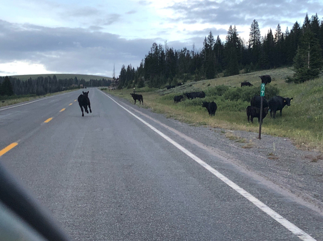 Bighorn National Forest景点图片