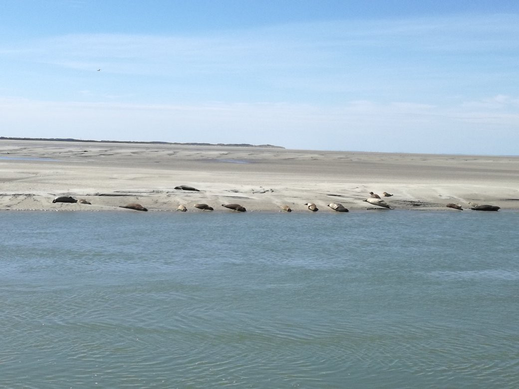 Les Phoques de la Baie d'Authie景点图片