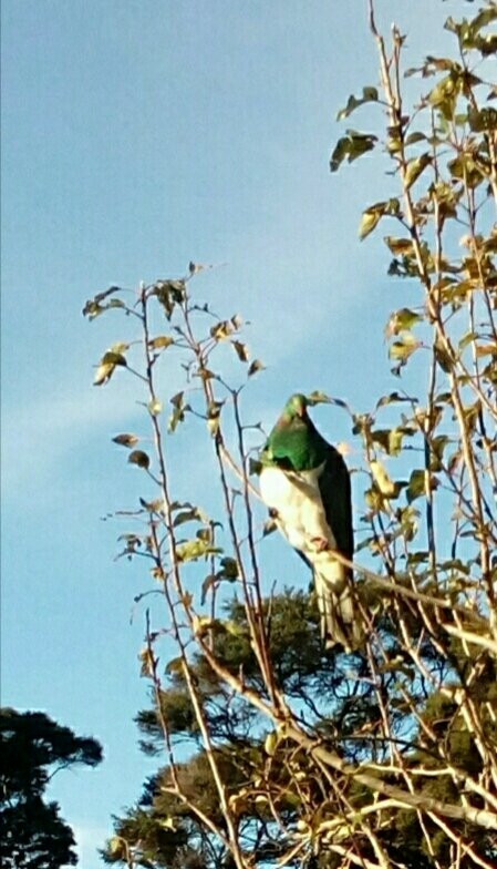 Helensville Riverside Walkway-Helensville必去景点