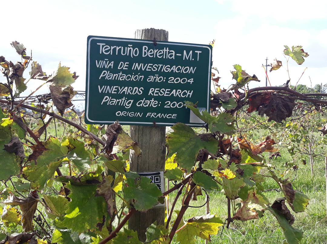 Vinos Finos Beretta景点图片