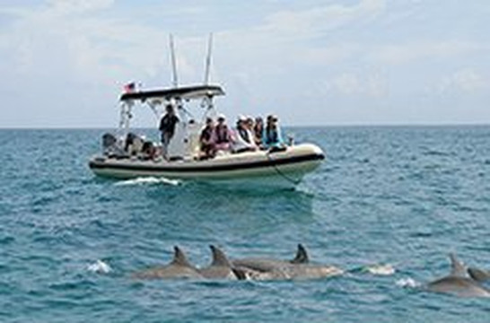 Palm Beach Dolphin Tours-朱庇特必去景点