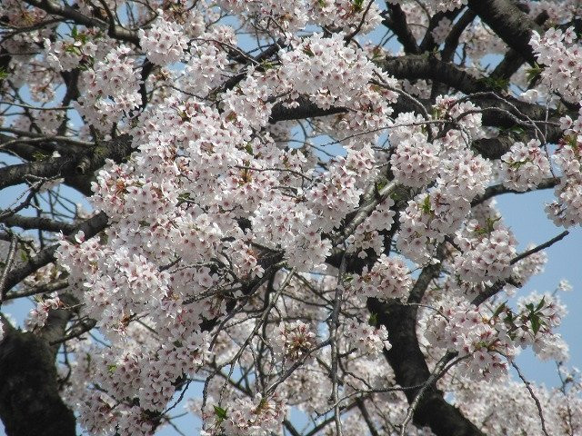 Hitachi Cherry Blossom Matsuri-日立市必去景点