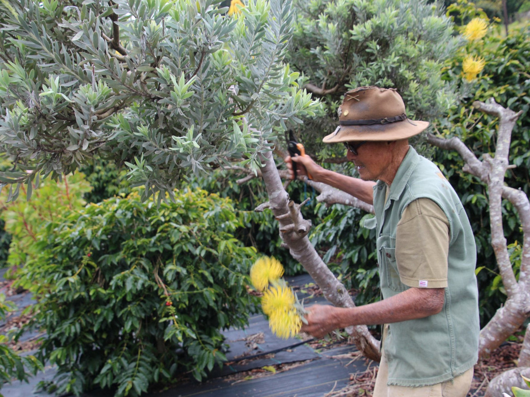 Shim's Coffee Farm-库拉必去景点