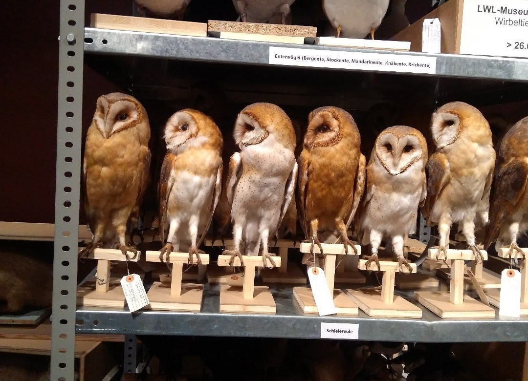 Lwl-museum Of Natural History景点图片