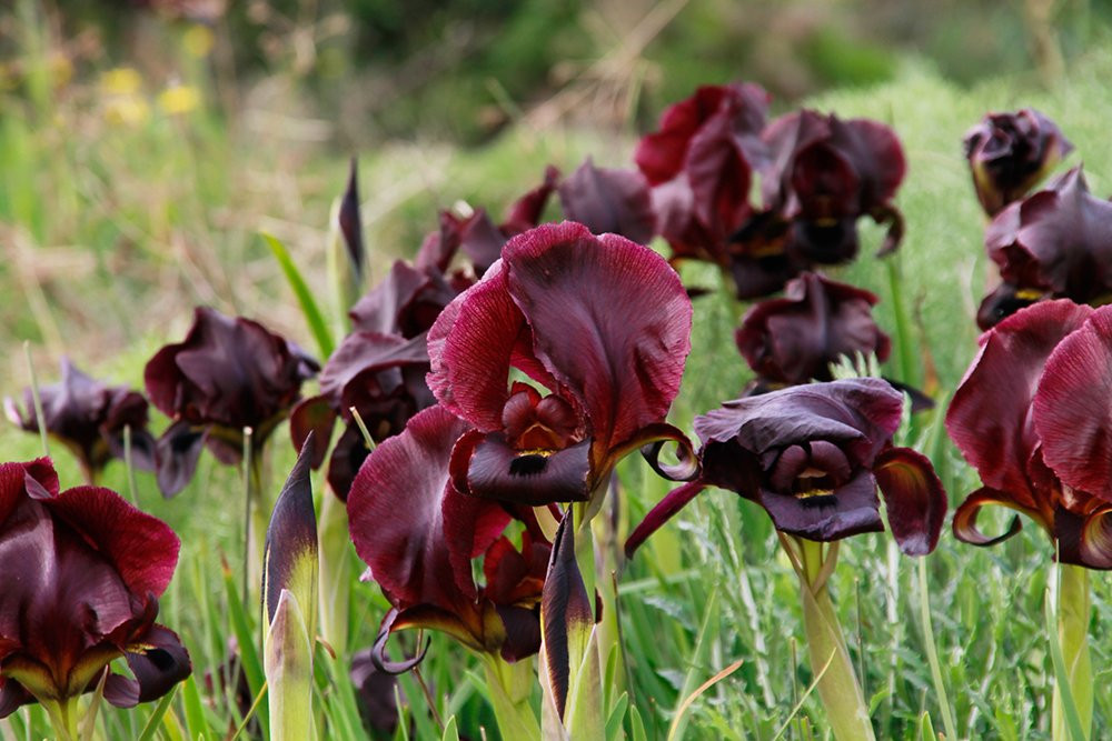 Planetanya Netanya Israel-Netanya必去景点