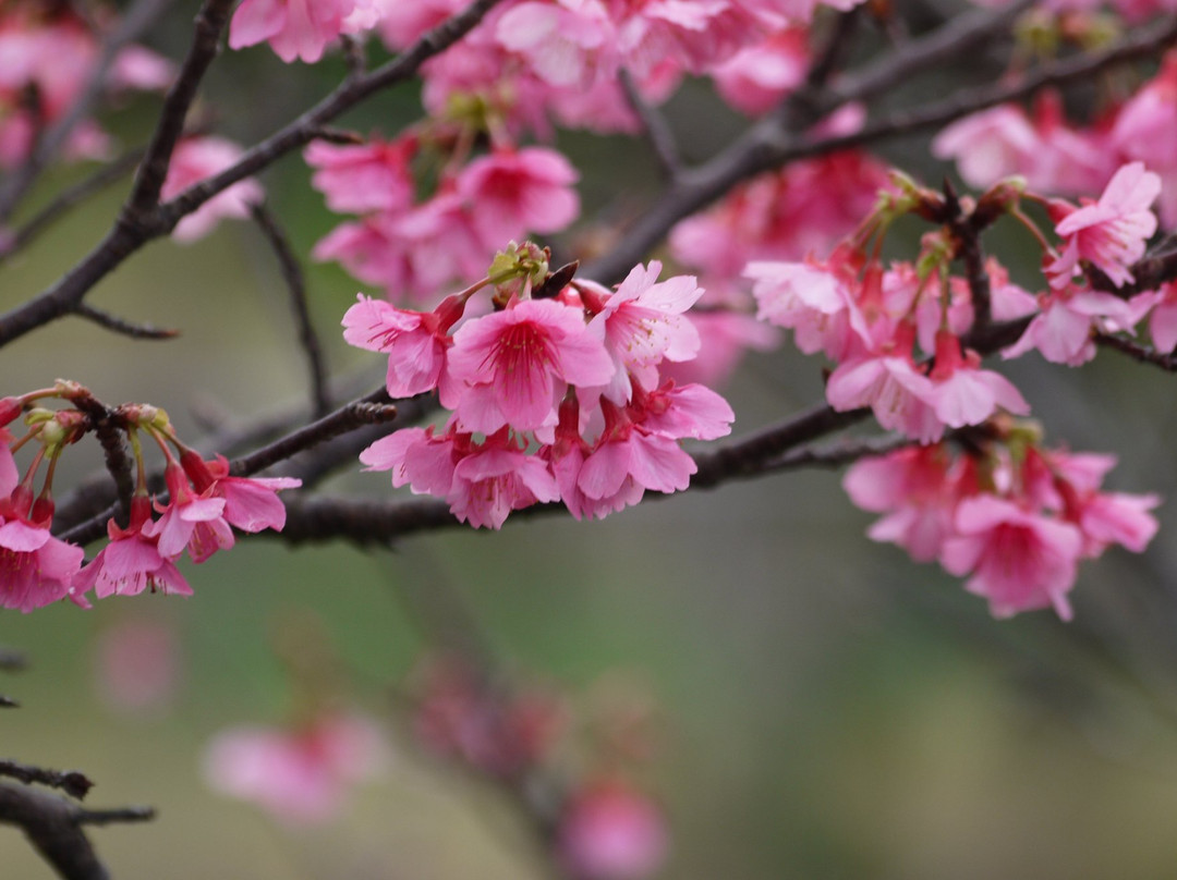Sakura Komichi景点图片
