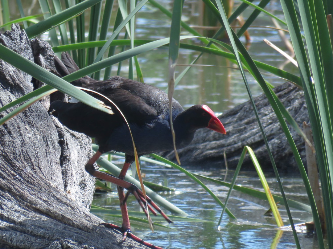 Gum Swamp & Bird Hide景点图片