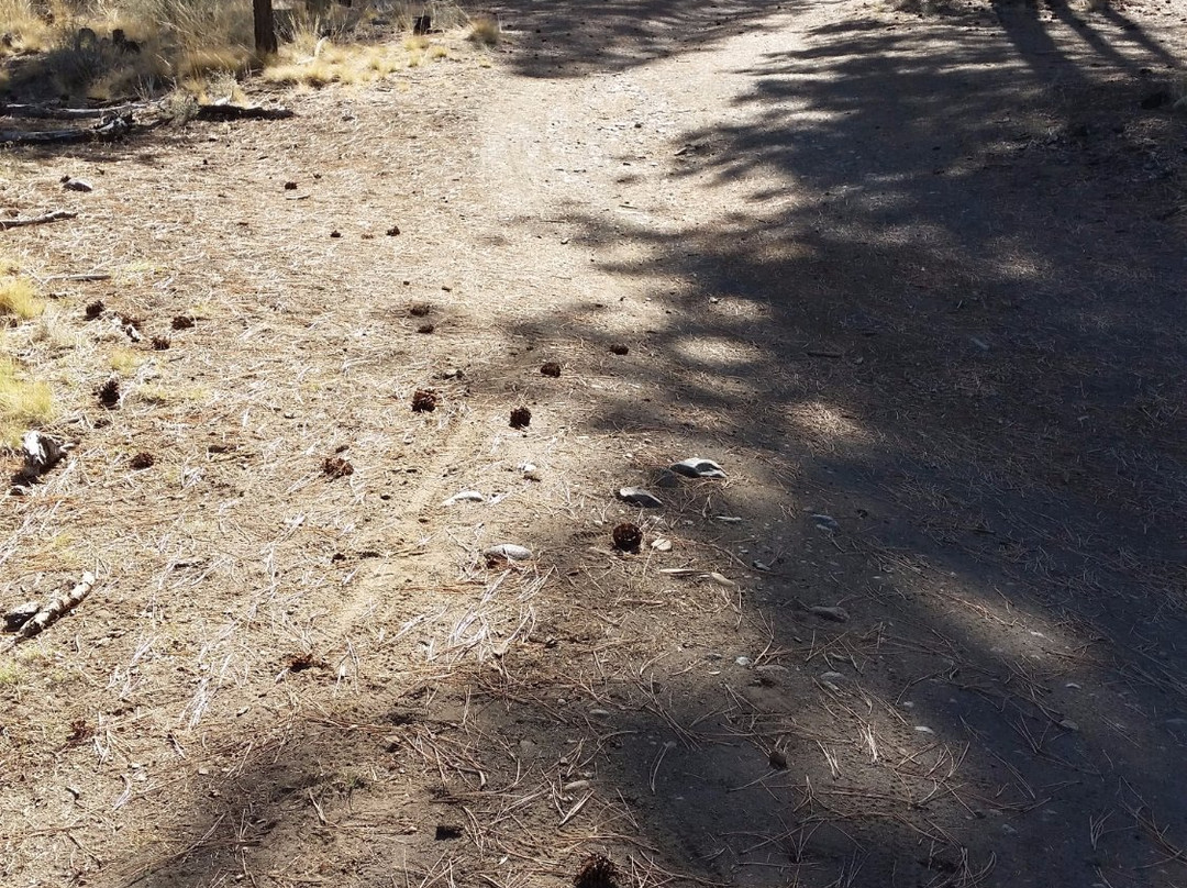 Peterson Ridge Trail-Sisters必去景点