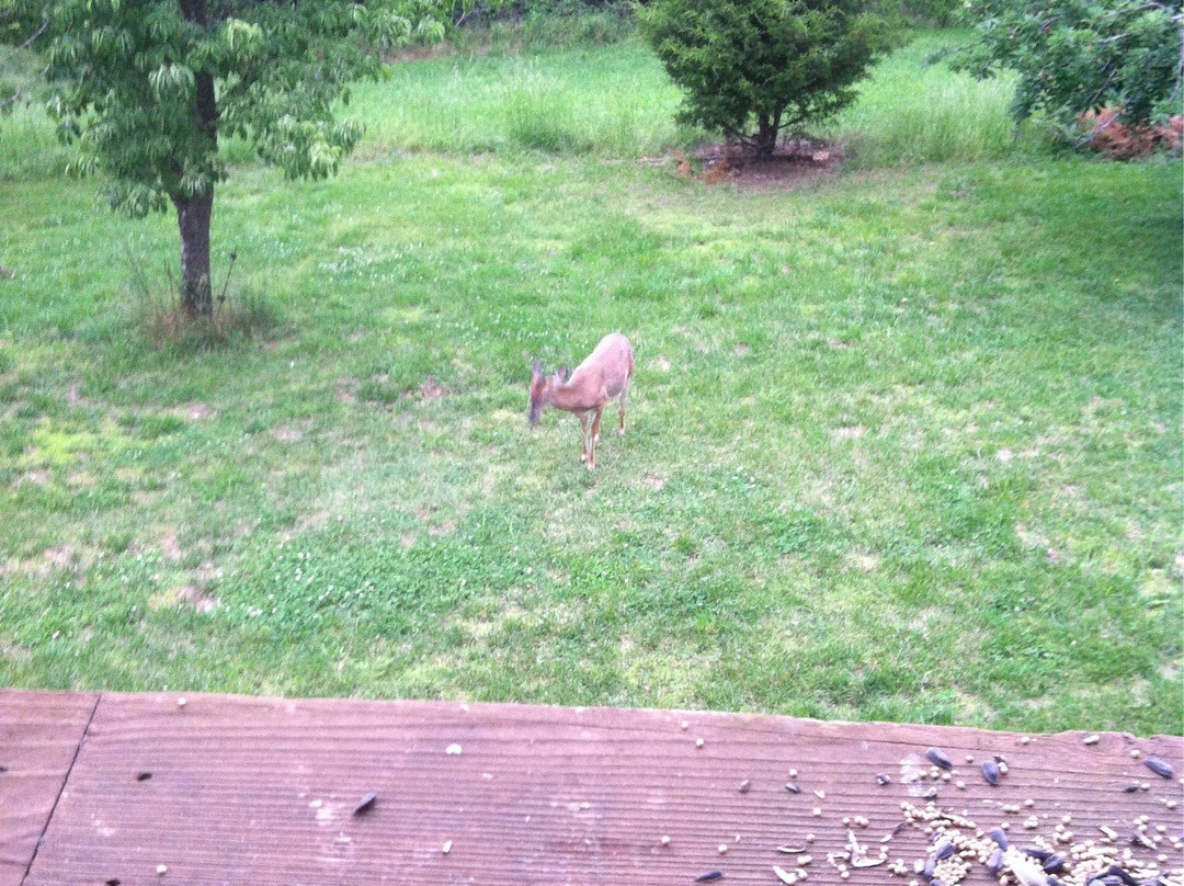 The Lodge at Beaver Lake主图