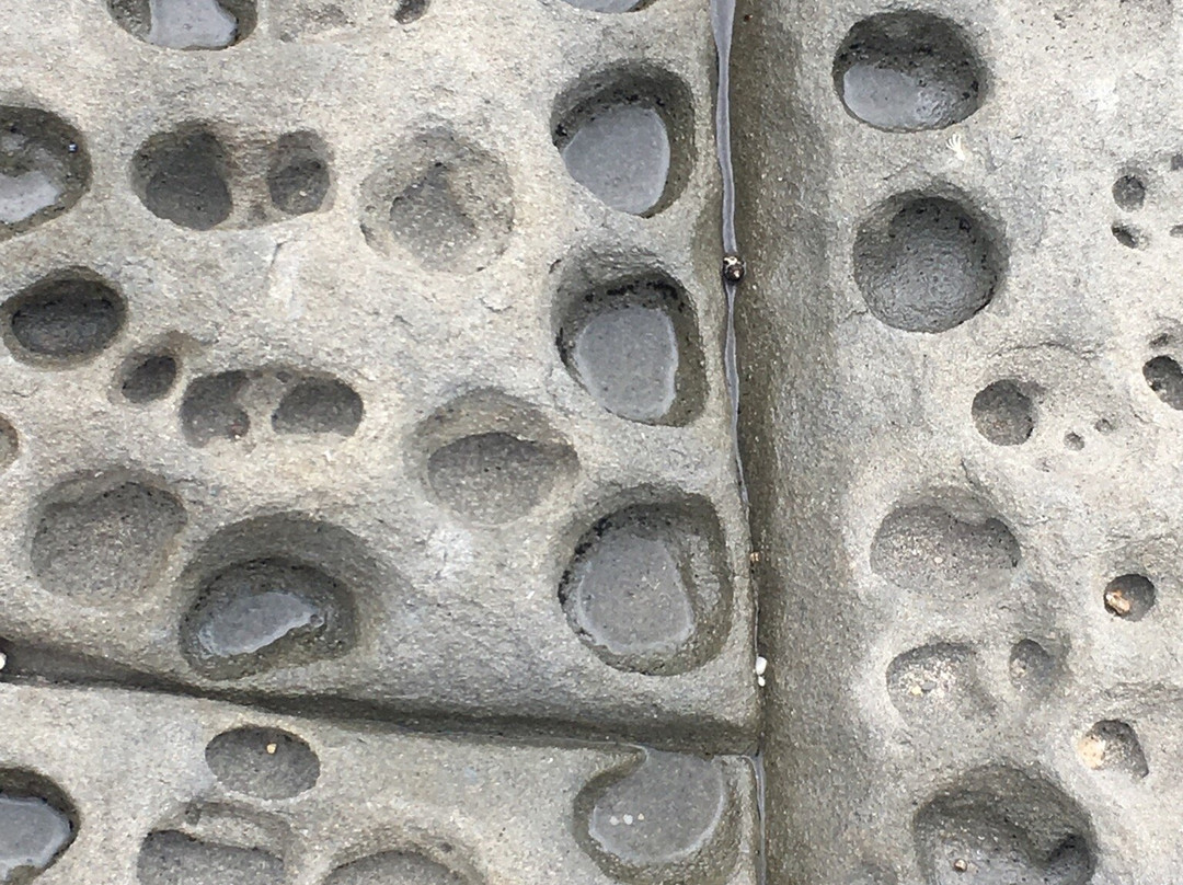 Angourie Walking Track景点图片
