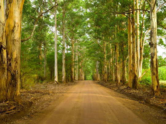 Genuinely Extraordinary Southern Forests Food and Farm Experience-Manjimup必去景点