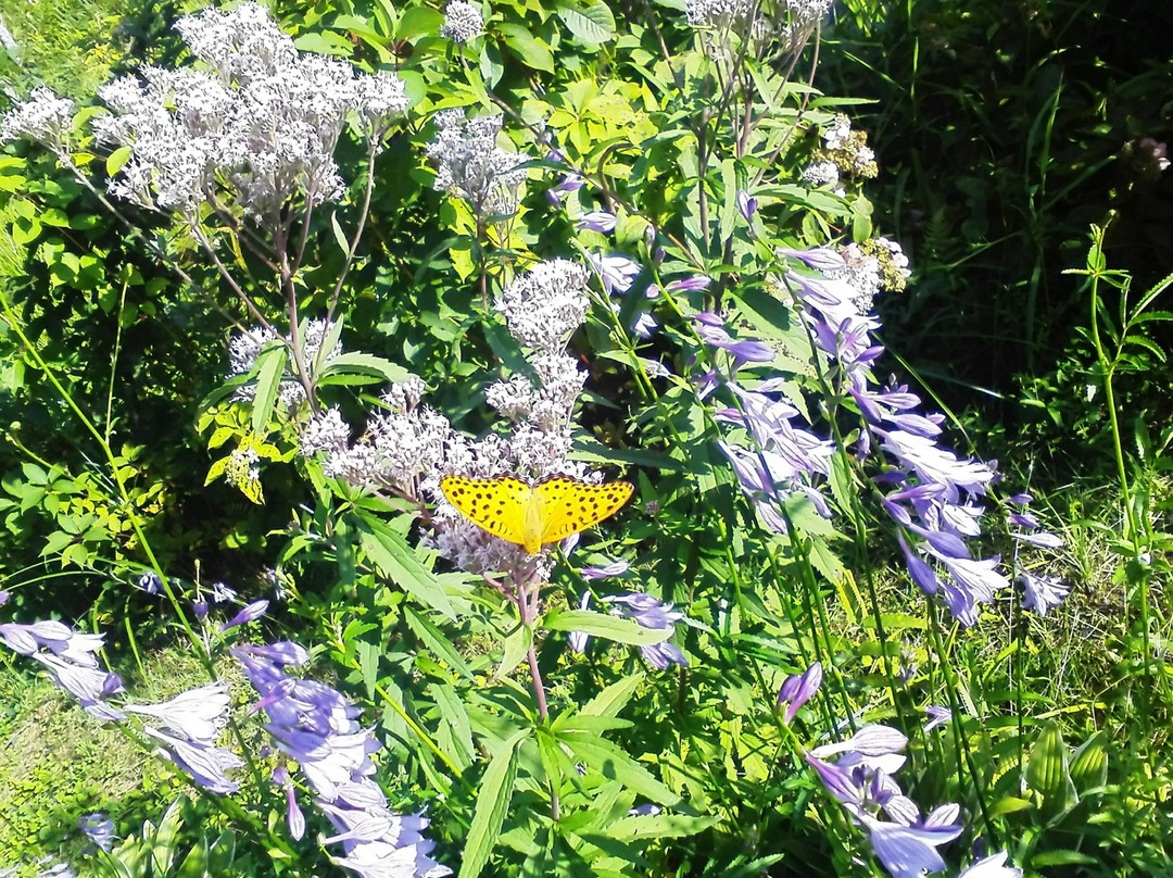 Hiruganoshitsugen Botanical Garden-郡上市必去景点