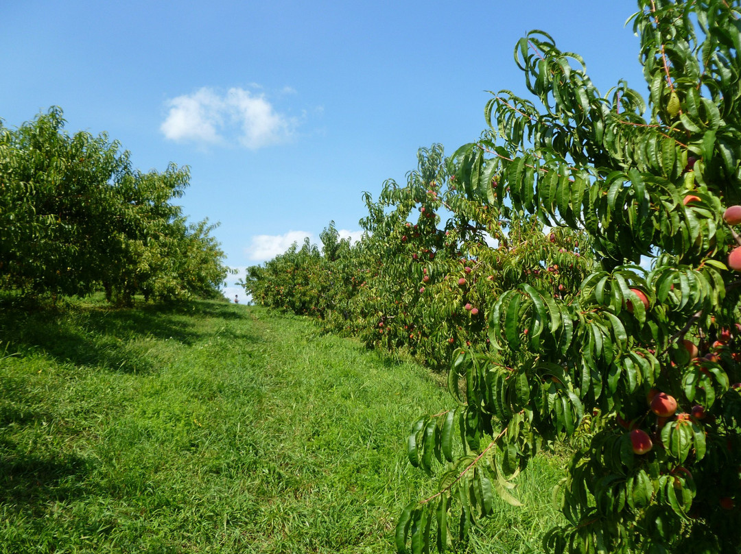 March Farms-Bethlehem必去景点