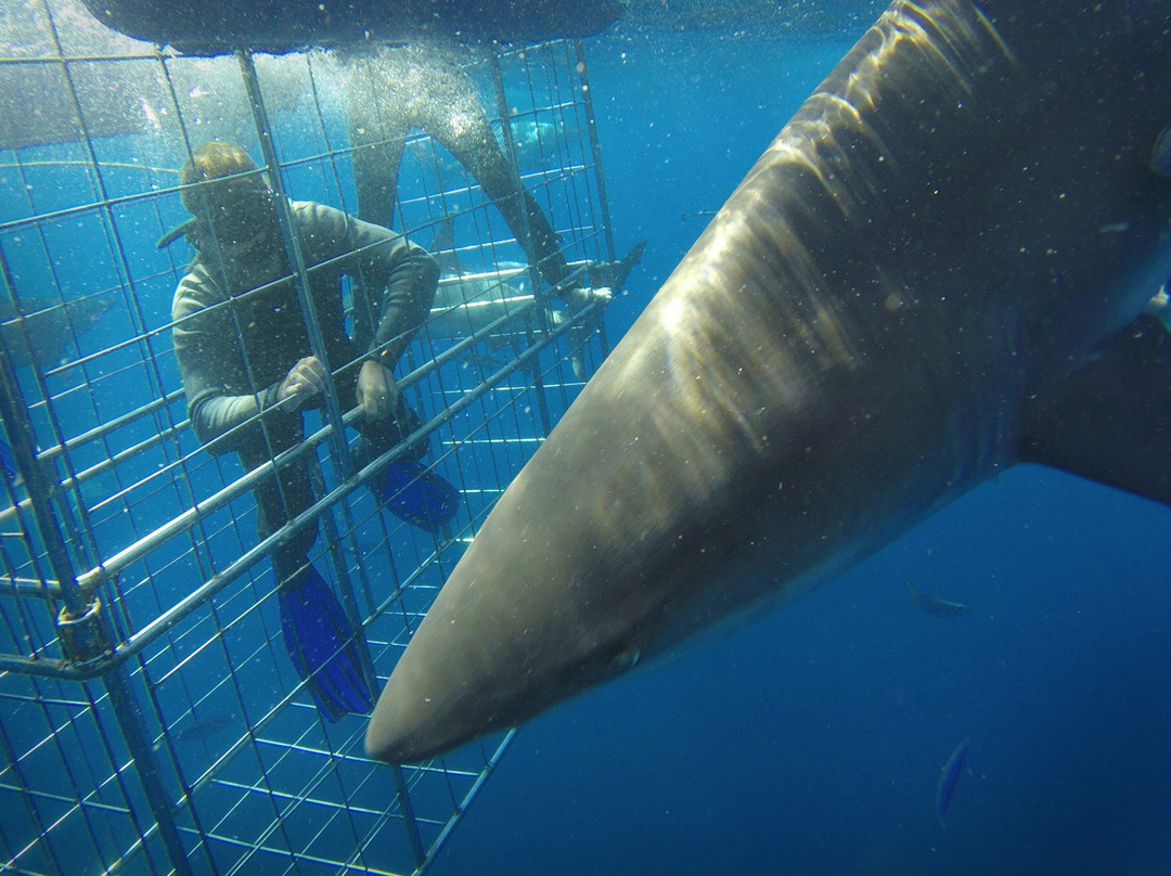 Blue Wilderness Shark Adventures景点图片