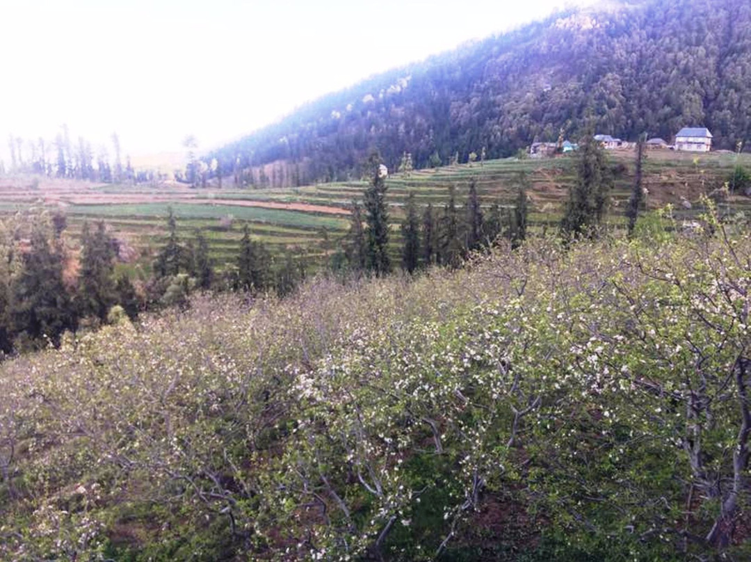 Whitemushroom-Rohanda主图