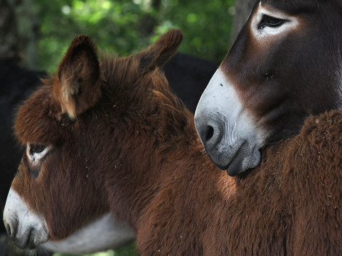 Biran旅游攻略图片