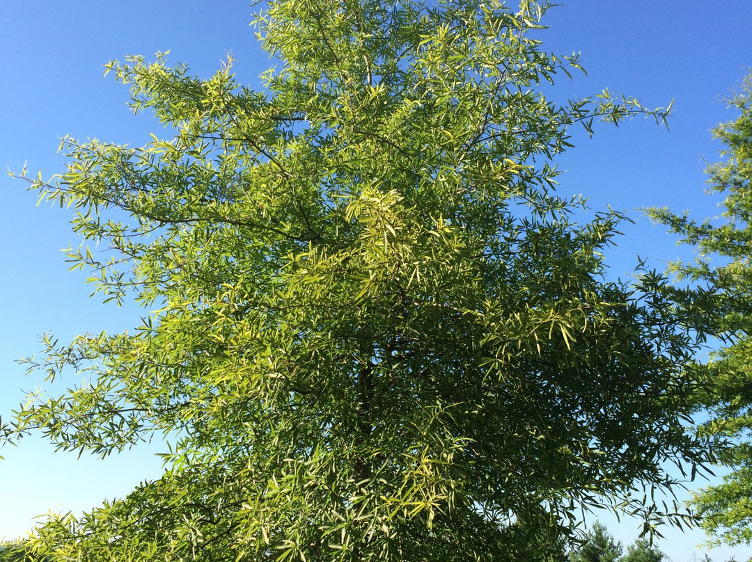 Willow Oaks-Middletown必去景点