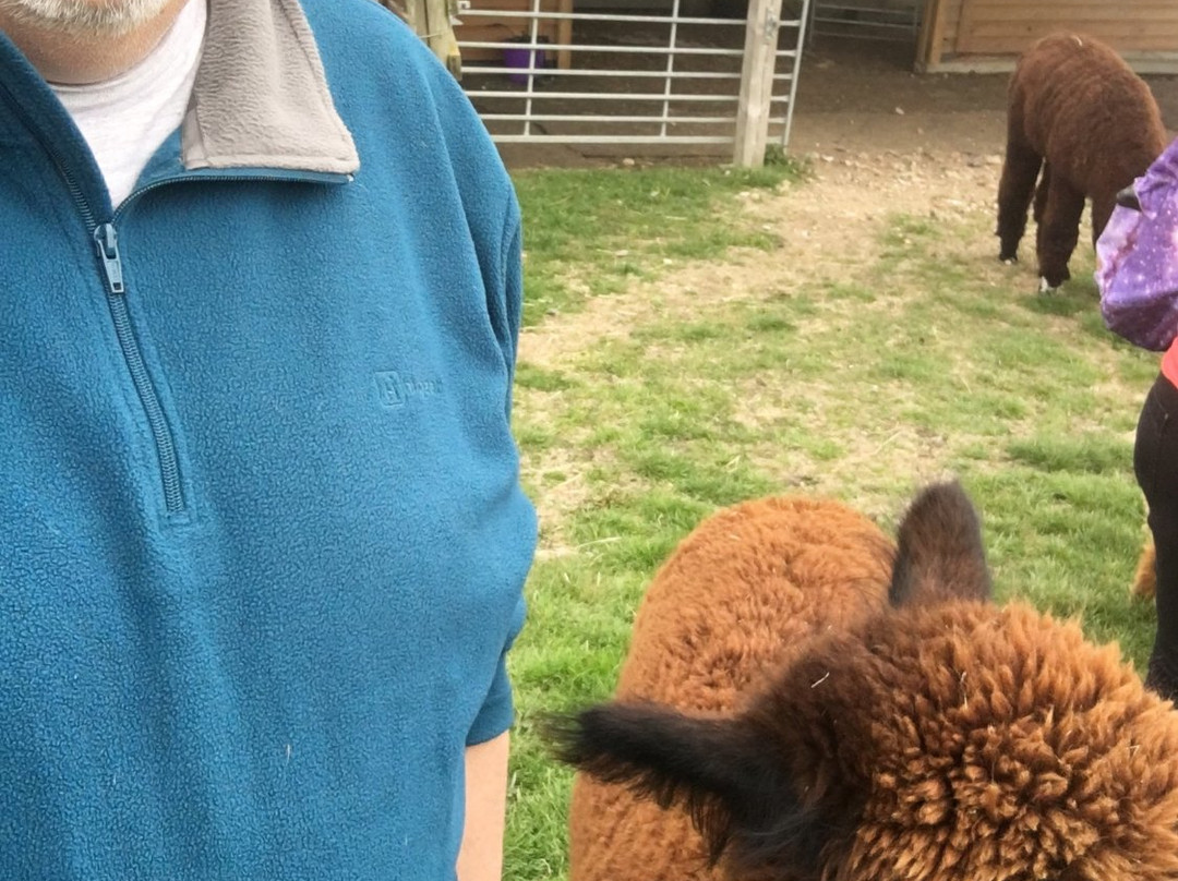 Butlers Farm Alpacas景点图片