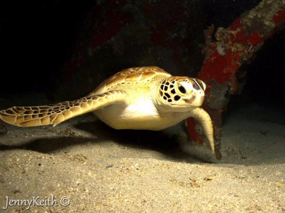 Island Dive Operations-Portsmouth必去景点