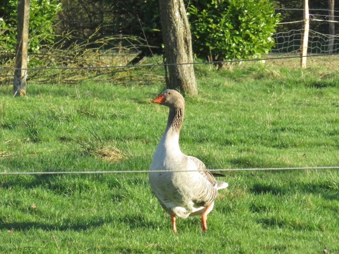 Manoir de la Bellangere主图