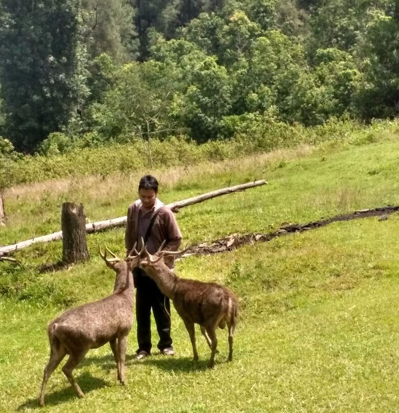 Penangkaran Rusa Cariu-茂物必去景点