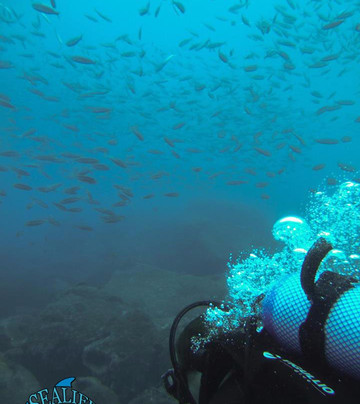 Sealife Scuba Diving-沙尔必去景点