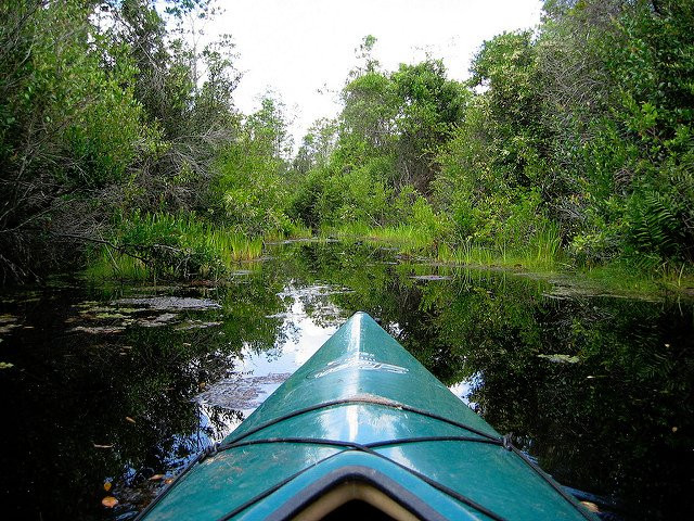 Swamp Explorers景点图片