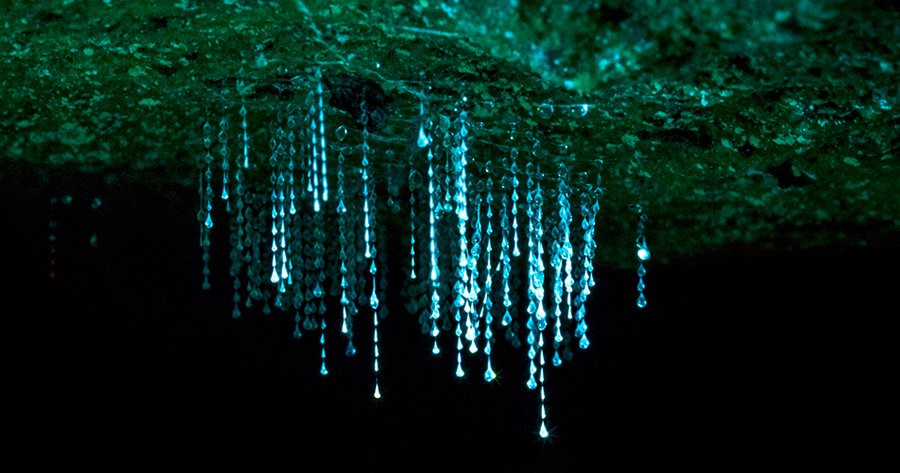 Blue Mountains Glow Worm Tours景点图片