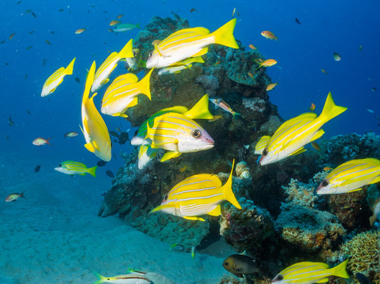 Safaga酒店住宿-Coral Sun Beach Safaga