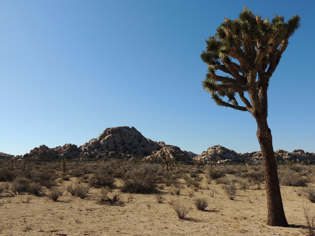 Wonderland of Rocks-约书亚树国家公园必去景点