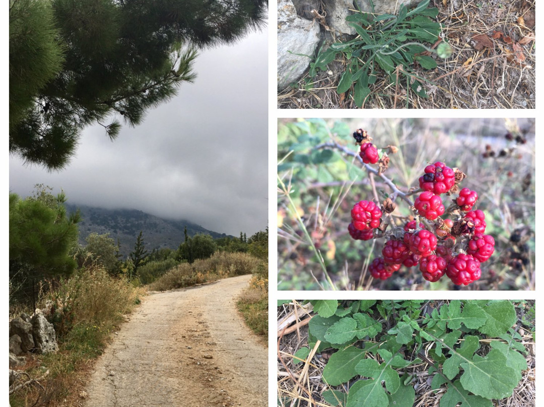 Forage Crete-伊拉克利翁必去景点