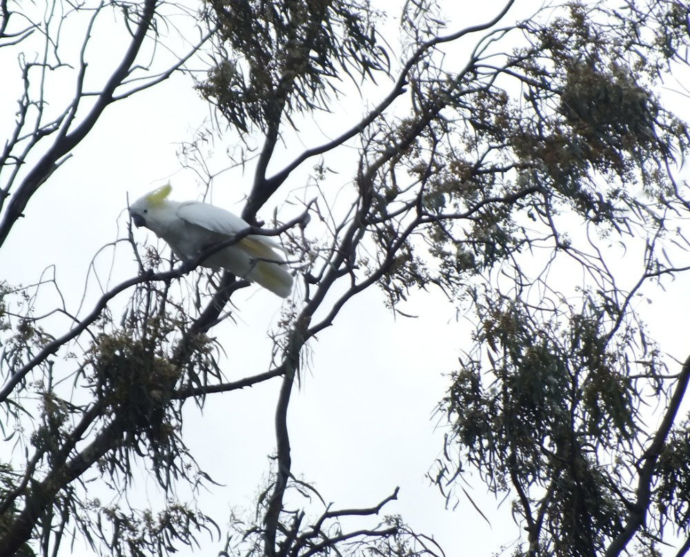 Lower Goulburn National Park景点图片
