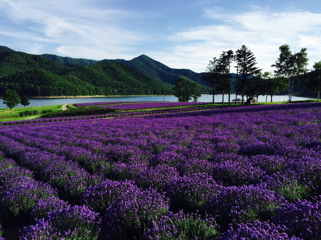 Lake Kanayama Forest Park-南富良野町必去景点