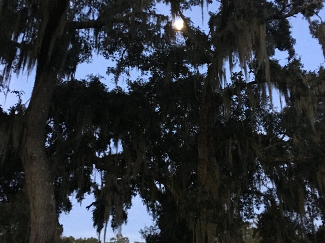 BJ's Airboat Adventures-Lake Panasoffkee必去景点