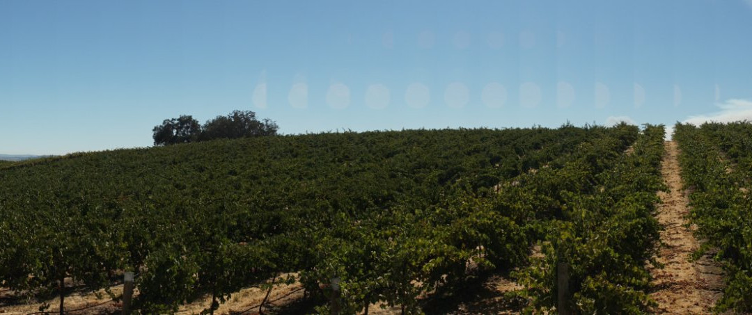 Ranchita Canyon Vineyard景点图片