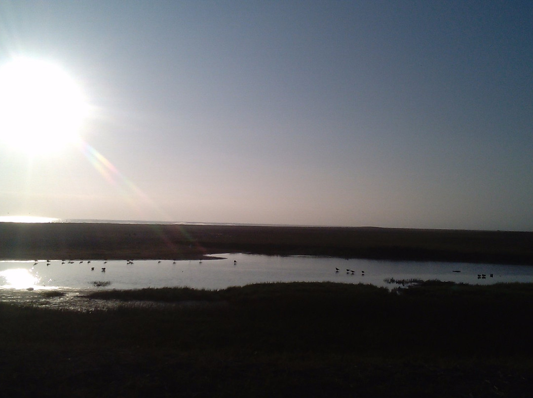 Humedal del Rio Lluta-阿里卡必去景点