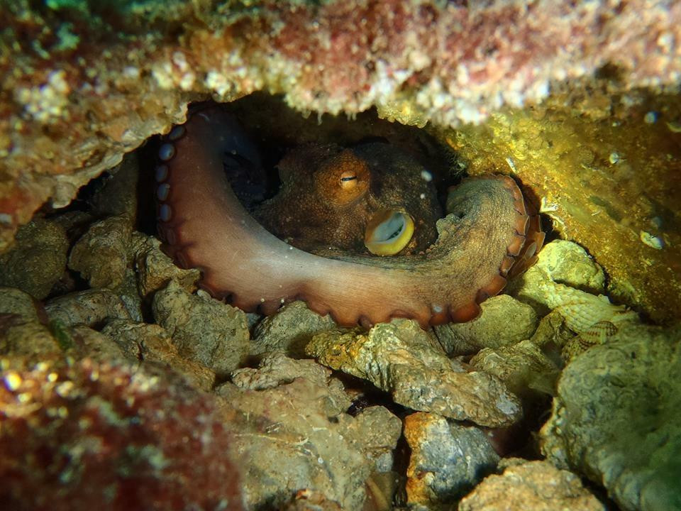 Club de Plongée La Sirène - Djerba Diving Center-米栋必去景点