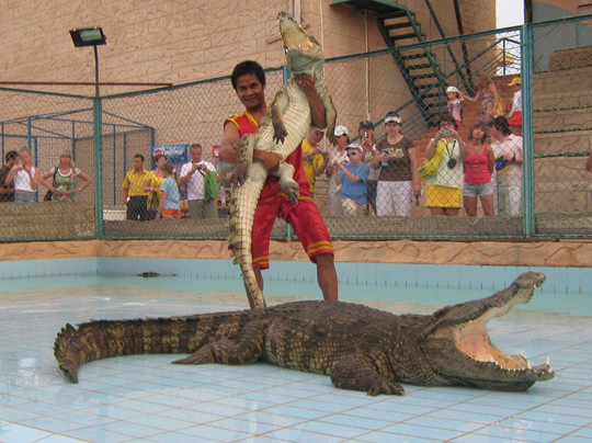 Crocodile Show-沙姆沙伊赫必去景点
