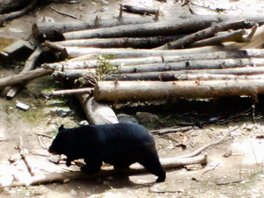 Reserve Forest Sanctuary景点图片