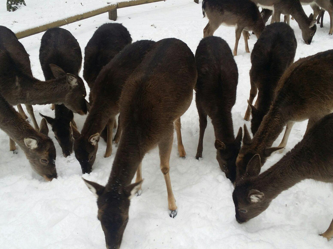 Tierpark景点图片