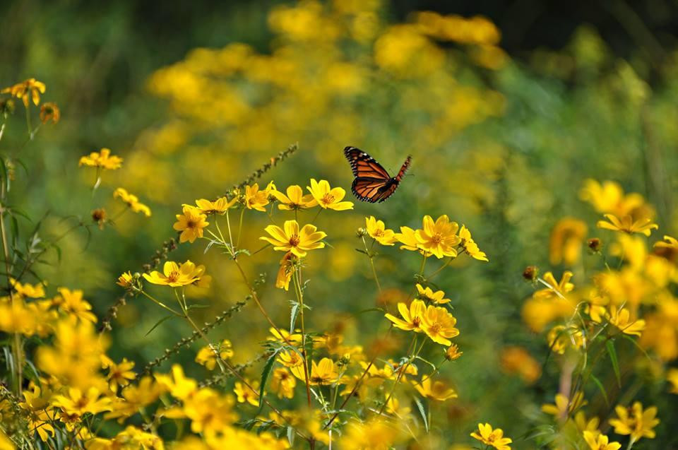 Kennekuk County Park-Danville必去景点