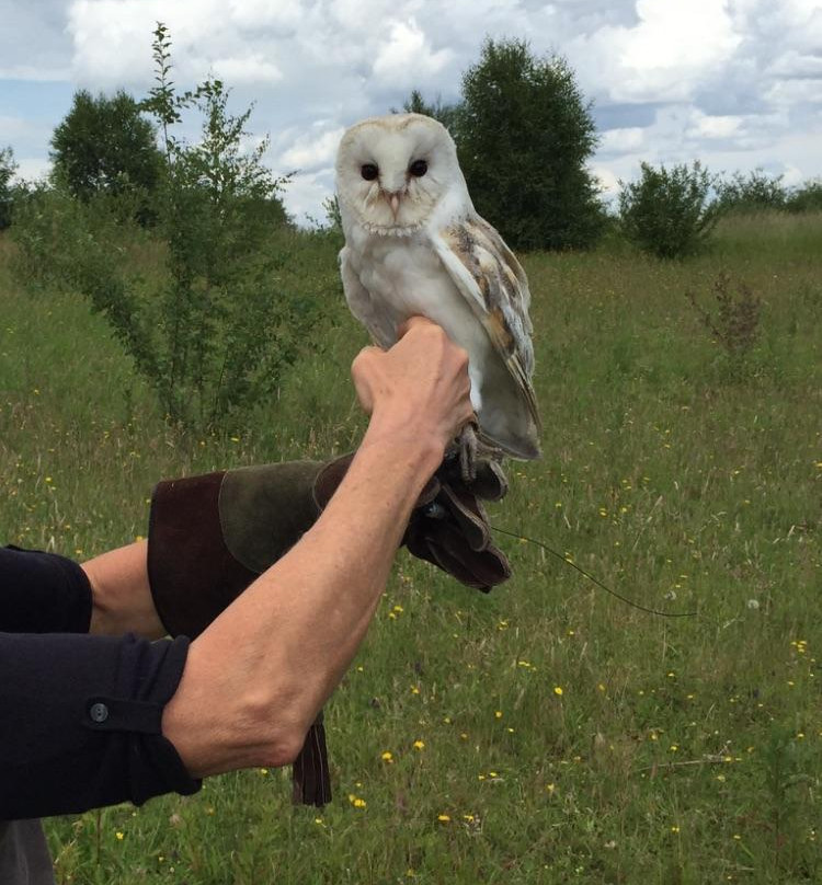 The Owl and Falconry Centre景点图片