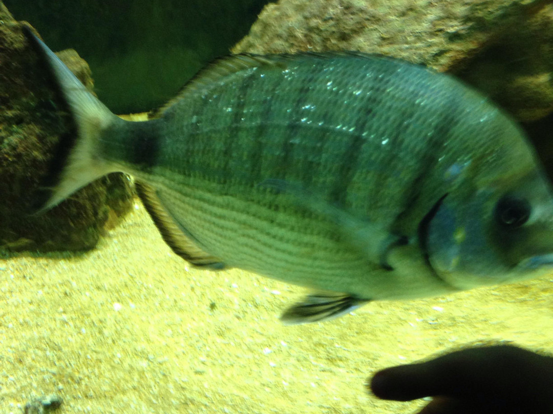 Aquarium-Isola di Capo Rizzuto必去景点