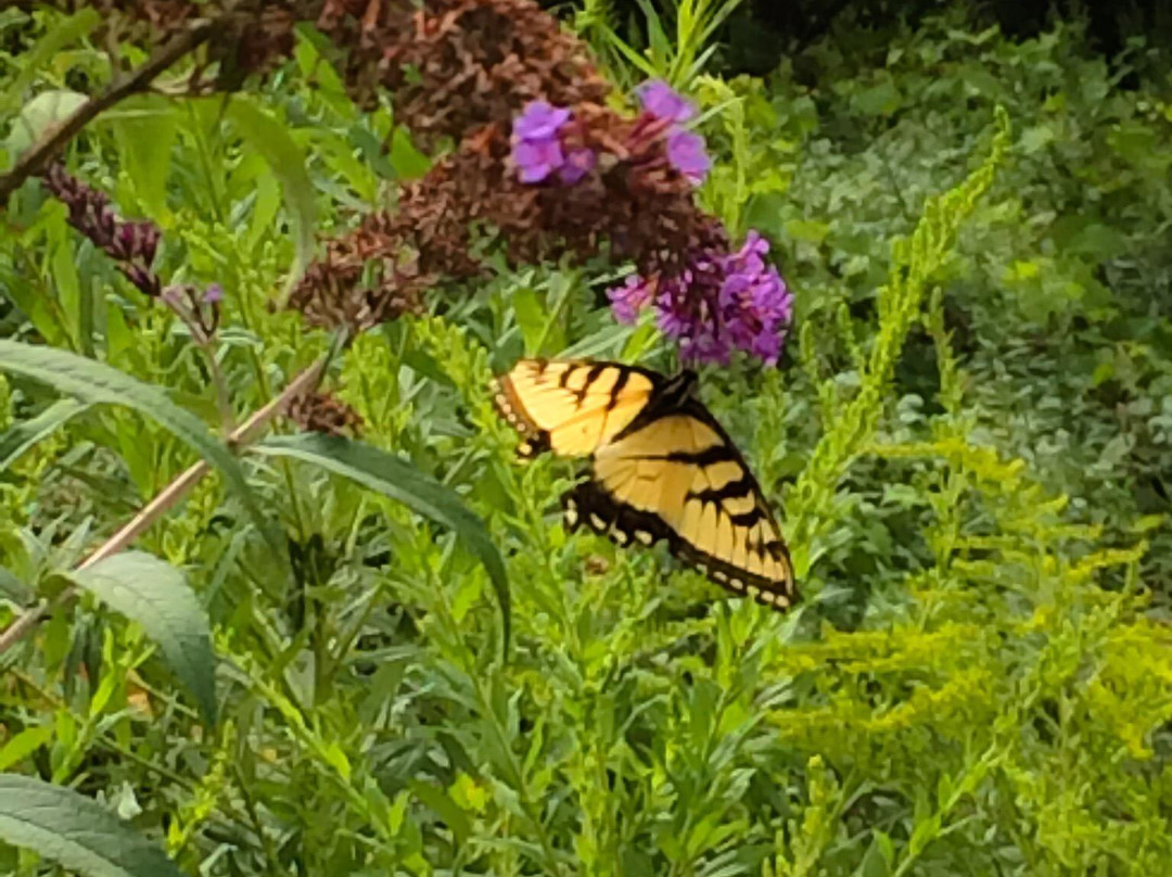 Urquhart Butterfly Garden-邓达斯必去景点