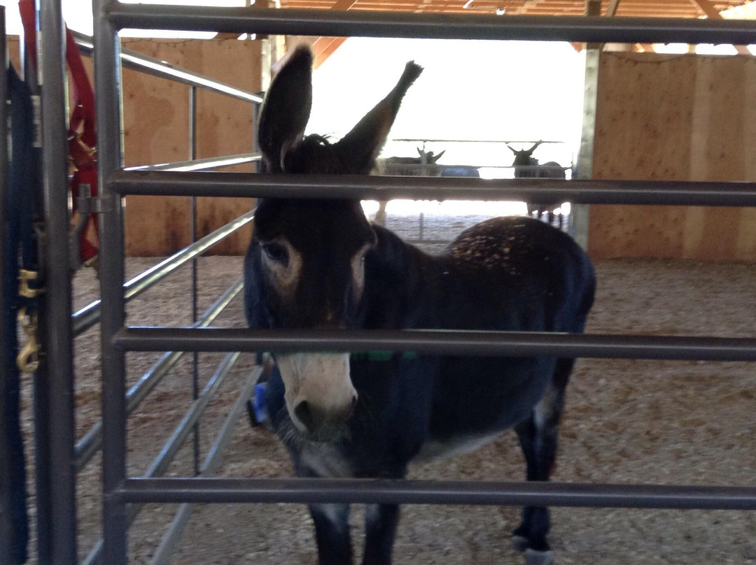 Turtle Valley Donkey Refuge-Chase必去景点