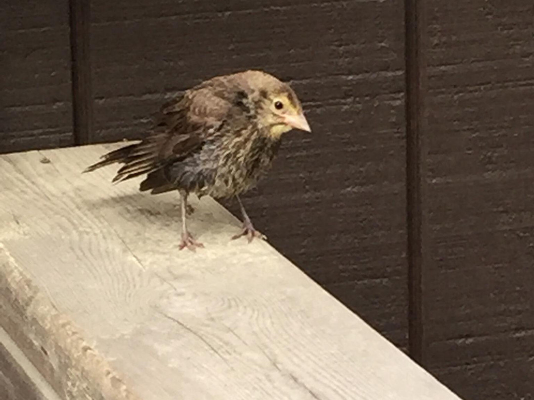 Sturgeon Bay Provincial Park-Pointe au Baril必去景点